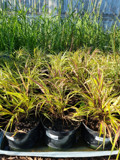 Hakonechloa Mulled Wine