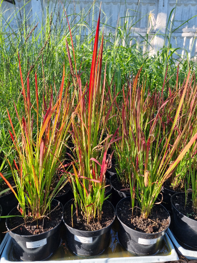 Imperata Red Barron