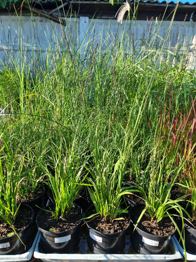 Molinia Black Arrows