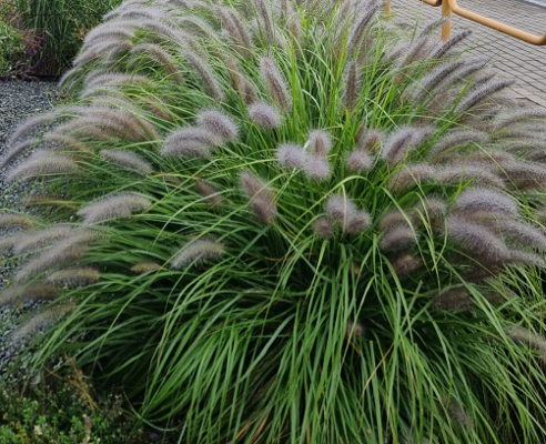 Rozplenica Black Beauty